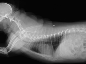 犬のガーガー、ブーブー鳴る呼吸って、どんなとき？犬の気管虚脱、その症状や予防方法を解説します